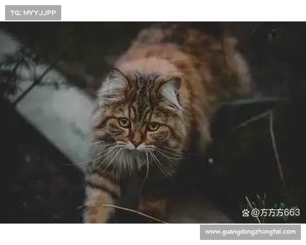 巴舒亚伊语言的独特魅力揭秘：探索这一鲜为人知的语言世界